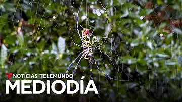 ¿Cuál es la araña más mortífera de Estados Unidos?