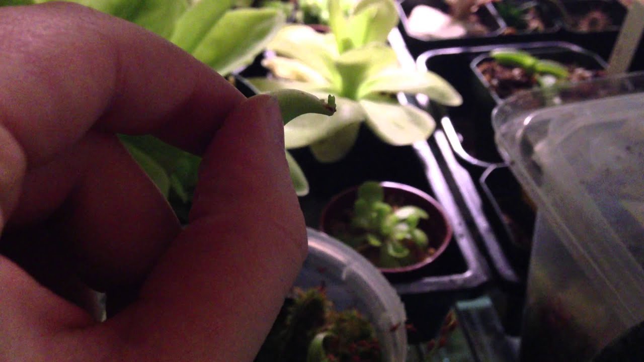 Pinguicula gigantea General Basic Care and Propagation Mexican