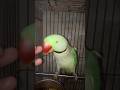 16 May 2026 maxus beauty maxi maxi lovely parrot#cat #shortvideos #shorts