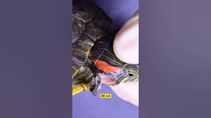 Extracción de absceso en tortuga 🐢