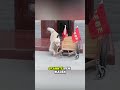 Dieser Hund ist das Rückgrat der Familie. #Haustiere #Katze #süß #kurz #lustig