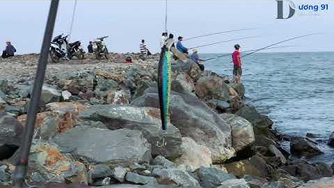 Trải Nghiệm Chuyến Câu Lure Cá Nhồng Bãi Đá Phường 6 Tuy Hòa Phú Yên