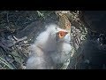 Presidio SF Red-Tailed Hawk Cam ~ Big Bites For Little Beaks; Closeups of Feeding 4.14.18