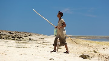 SWIOCeph: MSC’s Southwest Indian Ocean Octopus Project | Marine Stewardship Council