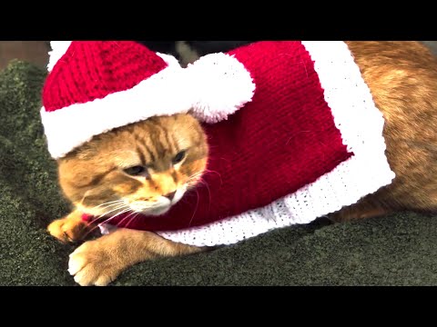 Рождество кота Боба — Русский трейлер (2020)
