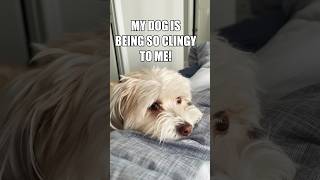 WHAT A CLINGY DOG LOOKS LIKE? #foryou #shorts #memes #fyp