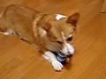 やっぱりボールがいい!welsh corgi