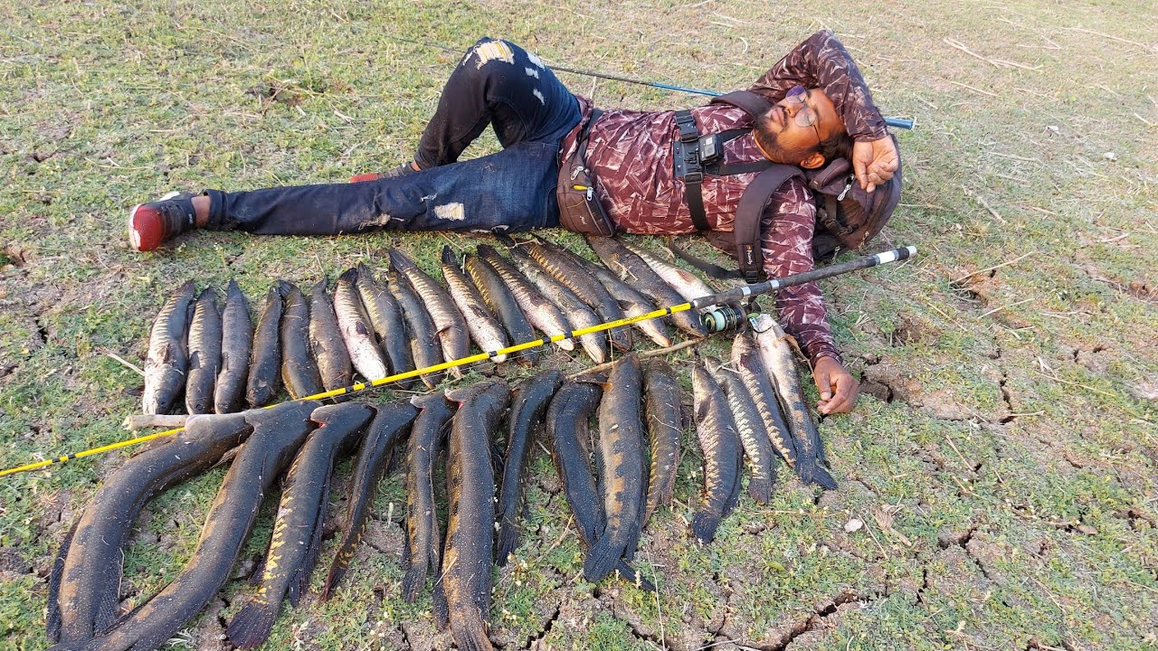 मरलो की दुनिया मे आपका welcome || amazing murral fishing: how to catch  snakehead fish fish hunting