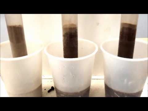 Class Demonstration of Capillary Rise