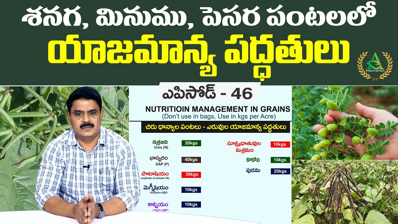 ఎపిసోడ్ 46 - శనగ, మినుము, పెసర పంటలలో యాజమాన్య పద్ధతులు |annapurna agri space