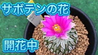 Cactus flowers blooming #cactus #succulents - YouTube