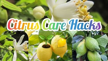 "Citrus Care Mistakes to Avoid+6 Expert Tips For Healthy Trees"