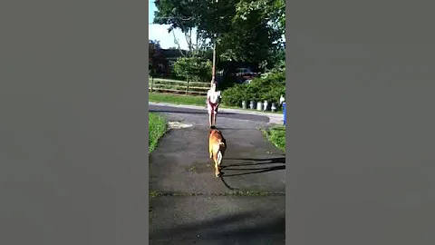 Teaching Dog To Stay | Dog Training Maryland | Paw...