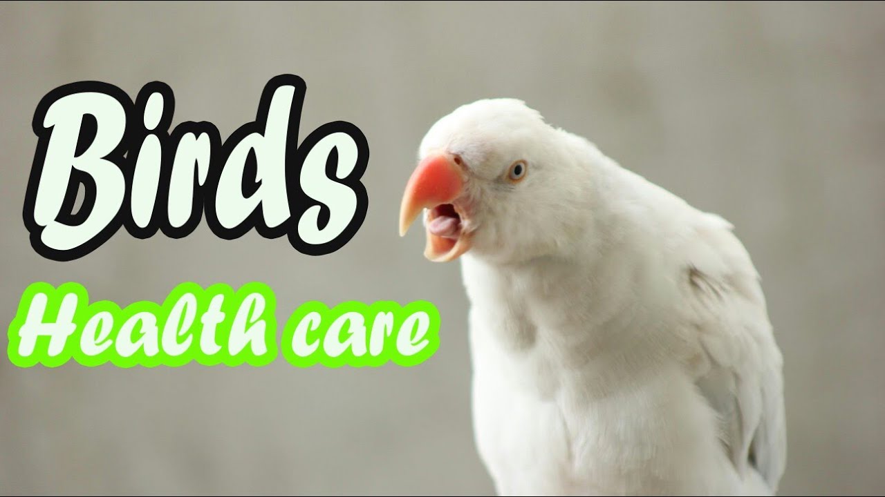 Birds HealthCare Tips Winter Care For Parrots YouTube