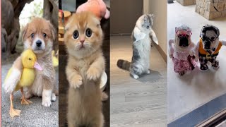 Funny Animal Videos 2022 😂 - Funniest Cats And Dogs Videos 😺😍 #27
