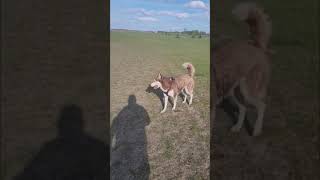 She is very excited to feel so cool. by Husky Obsessed 338 views 2 years ago 1 minute, 11 seconds