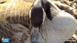 📢 Mama Goose is Now Incubating Three Eggs! - Decorah Geese - Explore.org (3\/13)