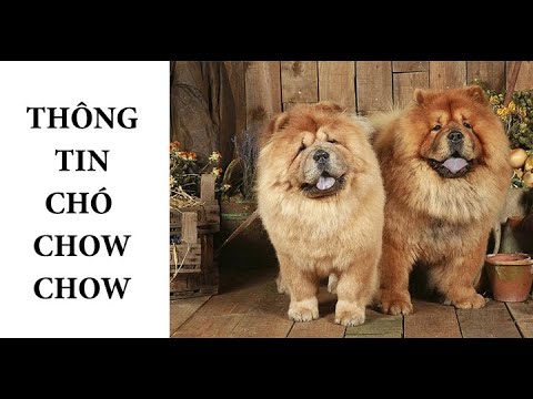 Video: Chow Chow: Một giống chó tuyệt vời và trung thành