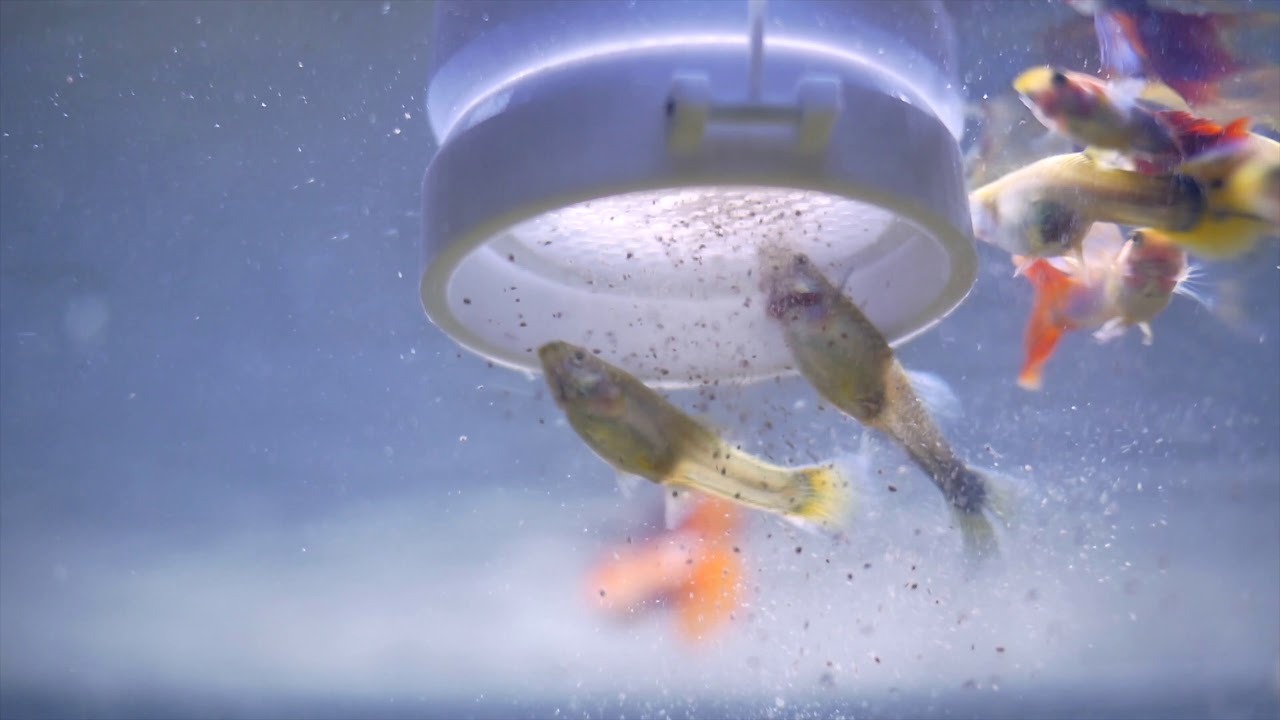 aquarium-feeding-ring-thingiverse-youtube