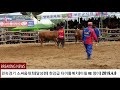 #달성소싸움경기장 한강급 결승(통합챔피언) (이칠+청이)
ox fight stadium
闘牛競技場。
На поле битвы.
2019.4.8