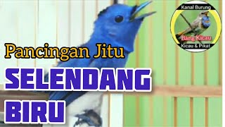 SELENDANG BIRU GACOR NYRECET - PANCINGAN JITU SELENDANG BIRU