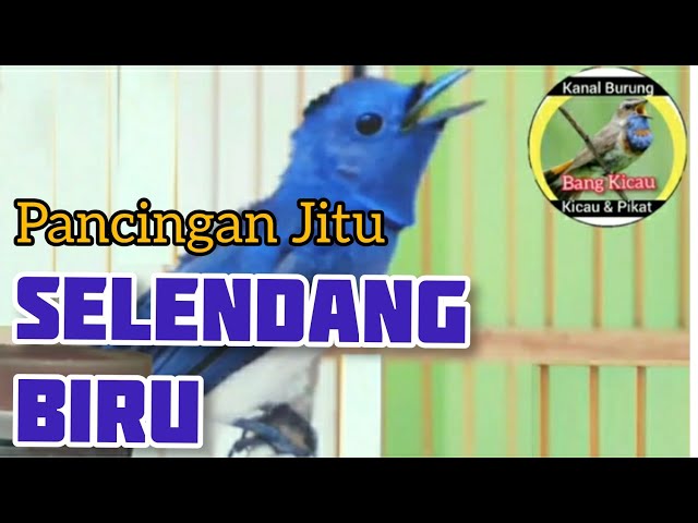 SELENDANG BIRU GACOR NYRECET - PANCINGAN JITU SELENDANG BIRU class=