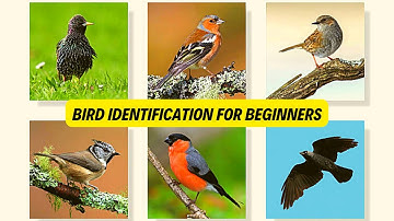 Garden Bird Identification For Beginners 10 Tips