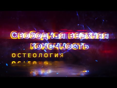 СКЕЛЕТ СВОБОДНОЙ ВЕРХНЕЙ КОНЕЧНОСТИ - SKELETON MEMBRI SUPERIORIS LIBERI