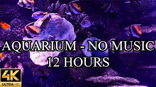 AQUARIUM 4K Coral Reef 4K Aquarium No Music No Ads - 12 Hours | Aquarium Sounds For Sleeping