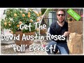 How To Plant David Austin Roses For ‘FULL’ Effect! In POTS! Bare Root!