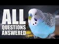 Everything You Need to know About Budgie Parakeet Care  Compilation