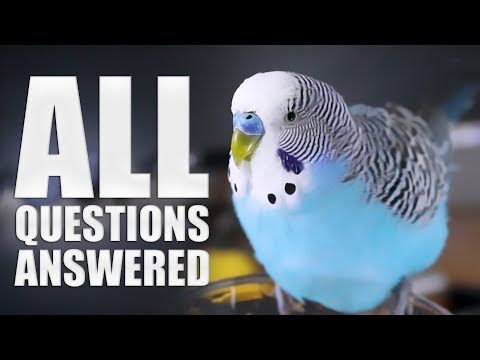 Video: Vse O Budgerigars