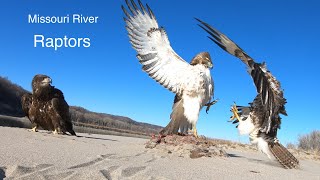 More Missouri River Raptors