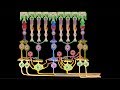 Estructura de la retina I: Fotorreceptores, bipolares y ganglionares