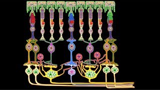 Structure of the retina I: Photoreceptors, bipolar and ganglion