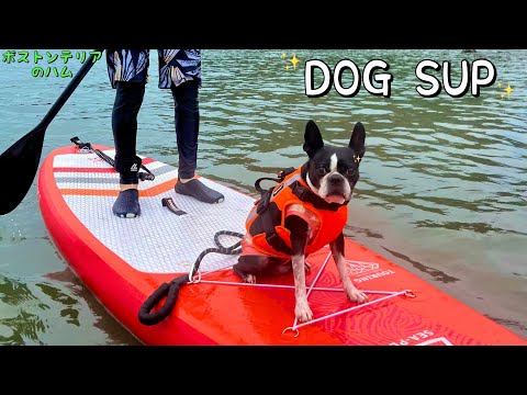 愛犬と初のSUPに挑戦!!楽しすぎました!! 【DOG SUP】