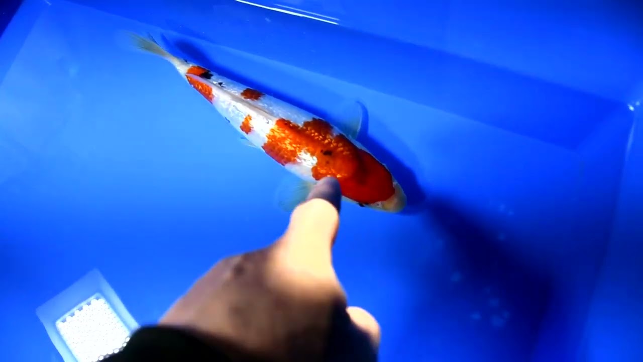 第5回ライブ鯉カップ Part II】260215-082の出品鯉のご紹介！！ - YouTube