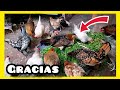 2 años con el canal, Plantas, Gallitos y Acuarios