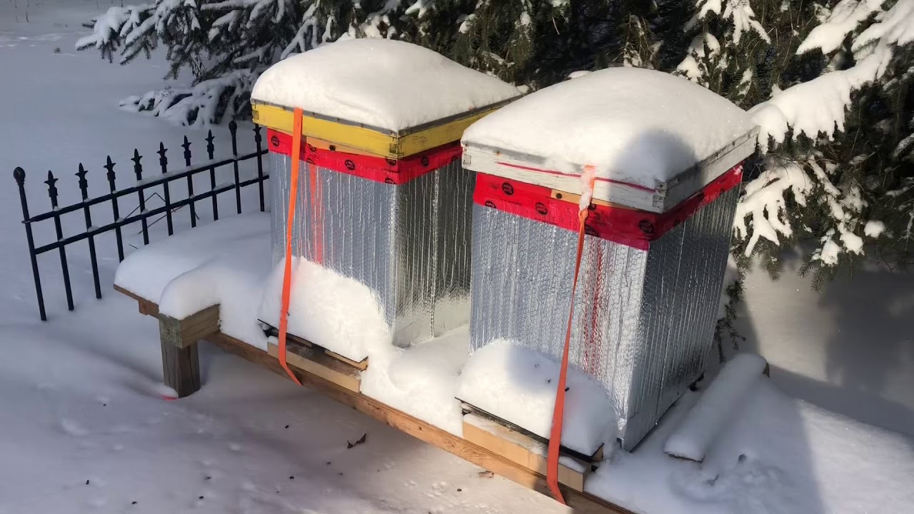 Winter hive update: dead bees??