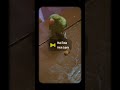 #cartoonvideo #mithukibatain #funnyanimal #cute #talkingparot #funnybird #birds #funnyparrot #funny