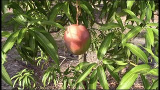 Is This The Best Late Season Mango? Zill 80