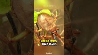 Giant Water Bug | The Toe Biter