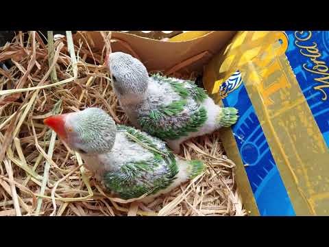 Video Vẹt Xích Thái non giá 2.400.000₫ (45 Phạm Văn Đồng,... - youtube