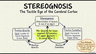 Stereognosis#neetmds#inicet #nbde#adcexam 