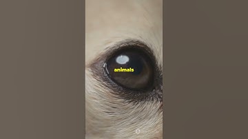 COS net  The Future of Edge Detection #sciencefather #research #computervision #EdgeDetection