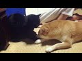 大好きな猫に距離を置かれてショボンな柴犬 Dog bothers cat&rsquo;s sleep
