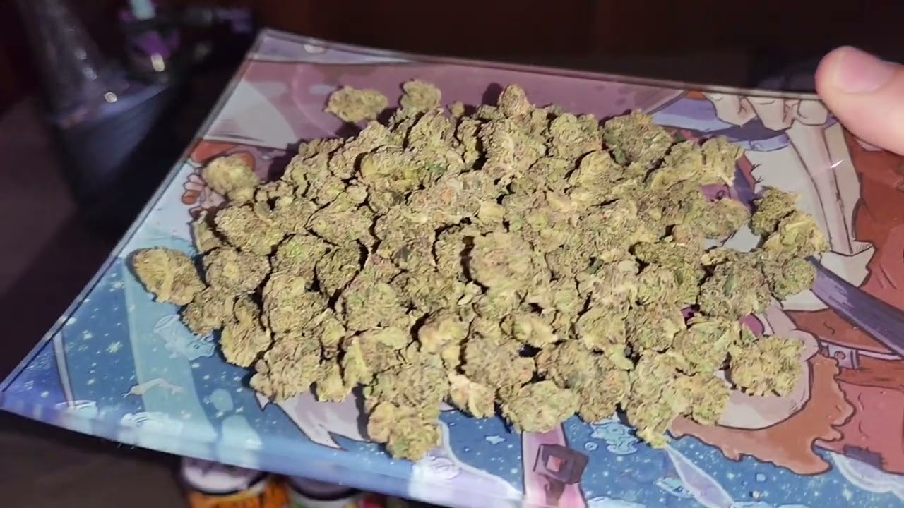 SHOPHELLOMARY BURBERRY GARY FLOWER REVIEW