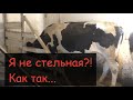 Как осеменить(покрыть) корову//Гормональная схема