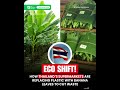 How Thailand’s Supermarkets Are Replacing Plastic With Banana Leaves to Cʉt Waste