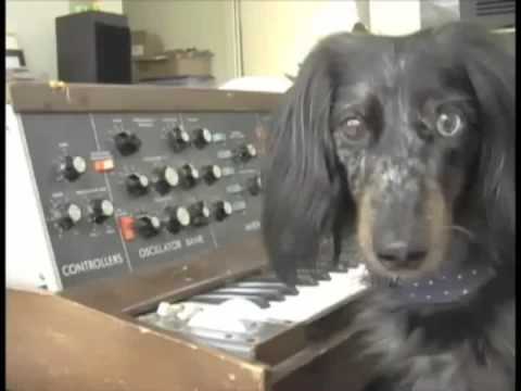 T Shirt Of A Wiener Dog On A Minimoog - Parry Gripp